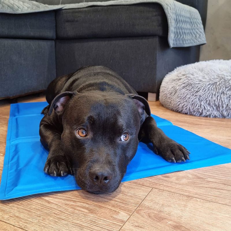 Springos kølemåtte med gel til hund 40 x 30 cm - køleunderlag til kæledyr, 1 stk.