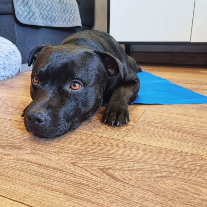 Springos kølemåtte med gel til hund 40 x 30 cm - køleunderlag til kæledyr, 1 stk.