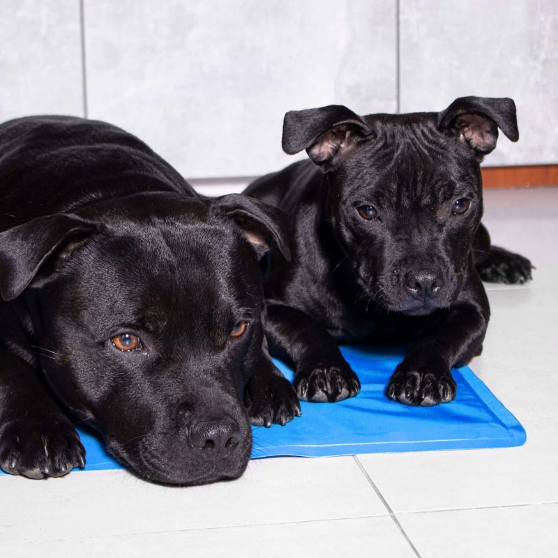 Springos kølemåtte med gel til hund 40 x 30 cm - køleunderlag til kæledyr, 1 stk.