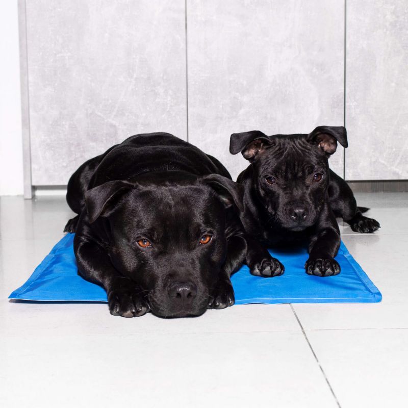 Springos kølemåtte med gel til hund 40 x 30 cm - køleunderlag til kæledyr, 1 stk.
