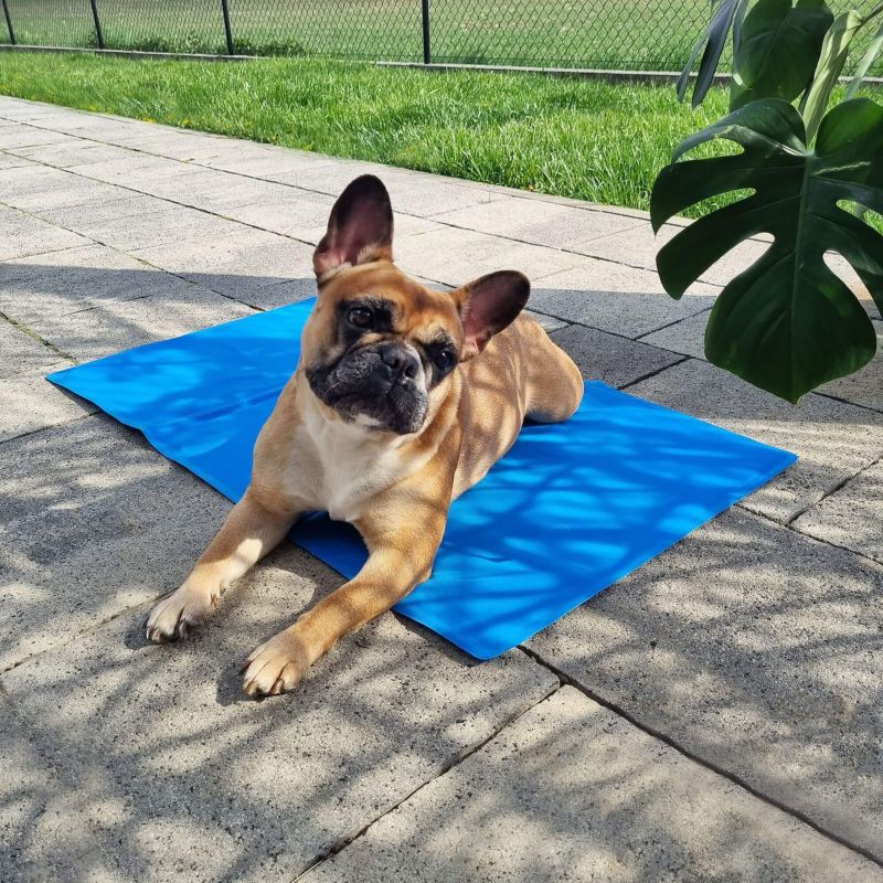 Springos kølemåtte med gel til hund 40 x 30 cm - køleunderlag til kæledyr, 1 stk.
