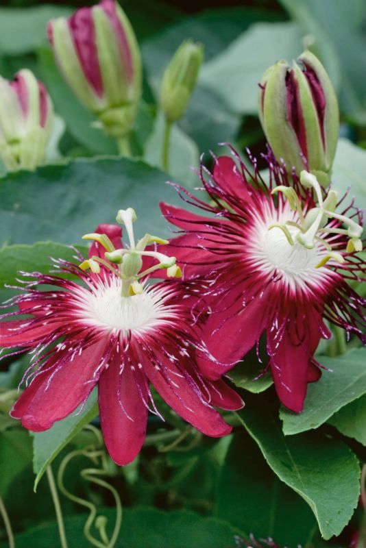 Passionsblomst Verve 2 l mix