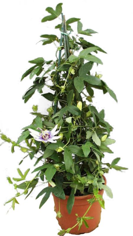 Passionsblomst Verve 2 l mix