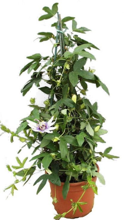 Passionsblomst Verve 2 l mix
