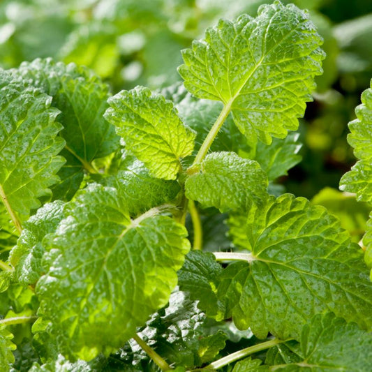 Citronmelisse 13 cm