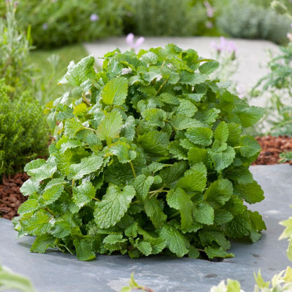 Citronmelisse 13 cm