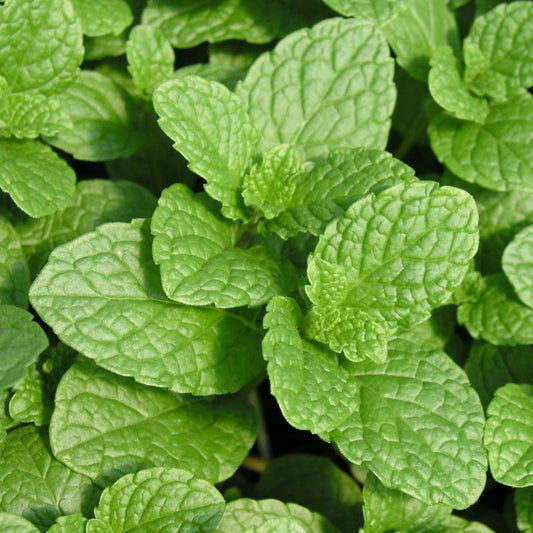 Mynteplante i 13 cm potte