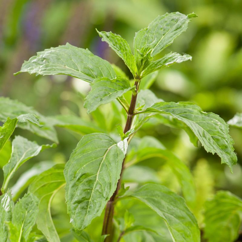 Mynteplante i potte 23 cm
