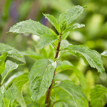 Mynteplante i potte 23 cm