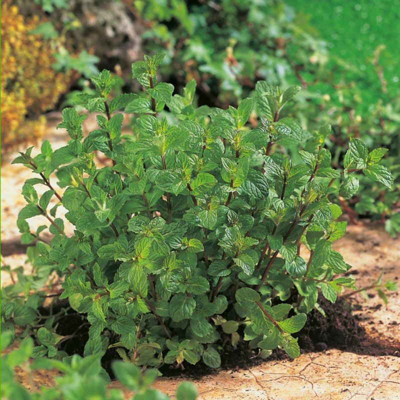 Mynteplante i potte 23 cm