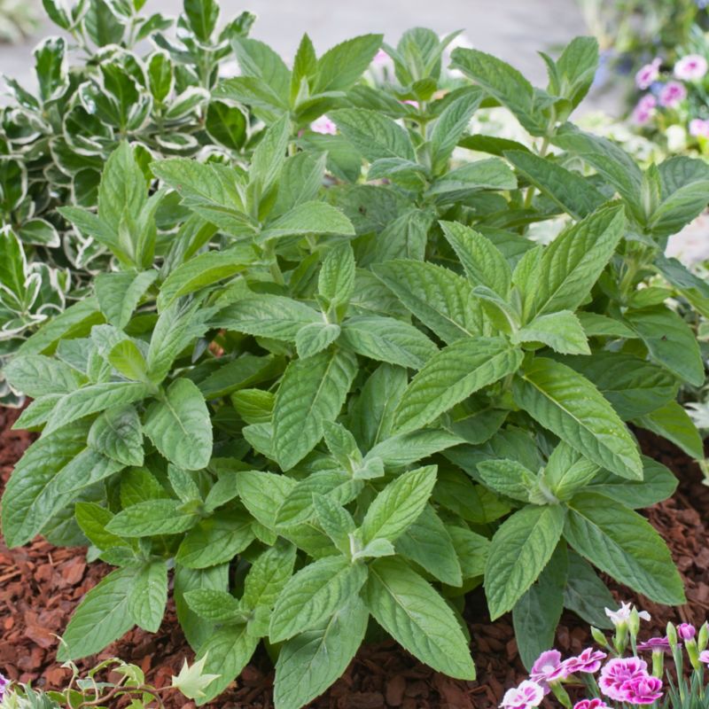 Mynteplante i potte 23 cm