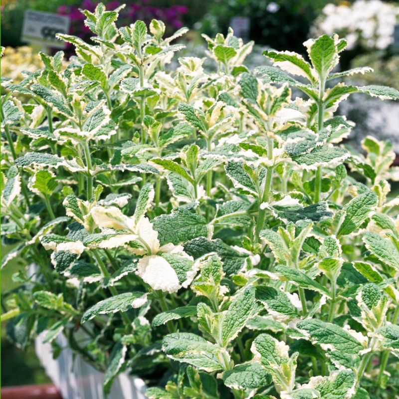 Mynteplante i potte 23 cm