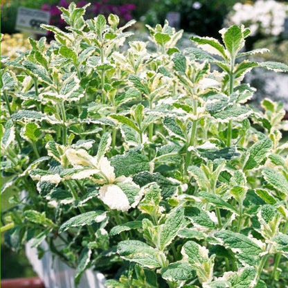 Mynteplante i potte 23 cm