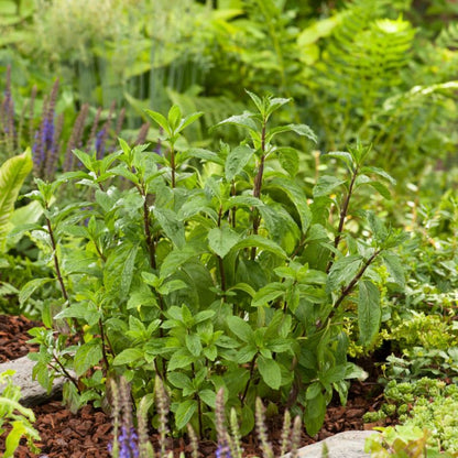 Mynteplante i potte 23 cm
