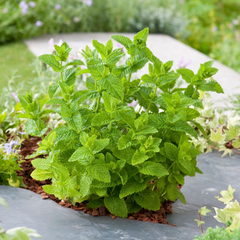 Mynteplante i potte 23 cm
