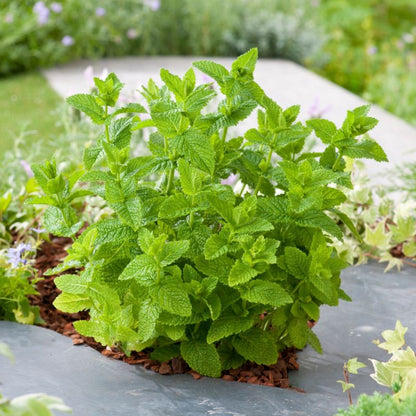 Mynteplante i potte 23 cm