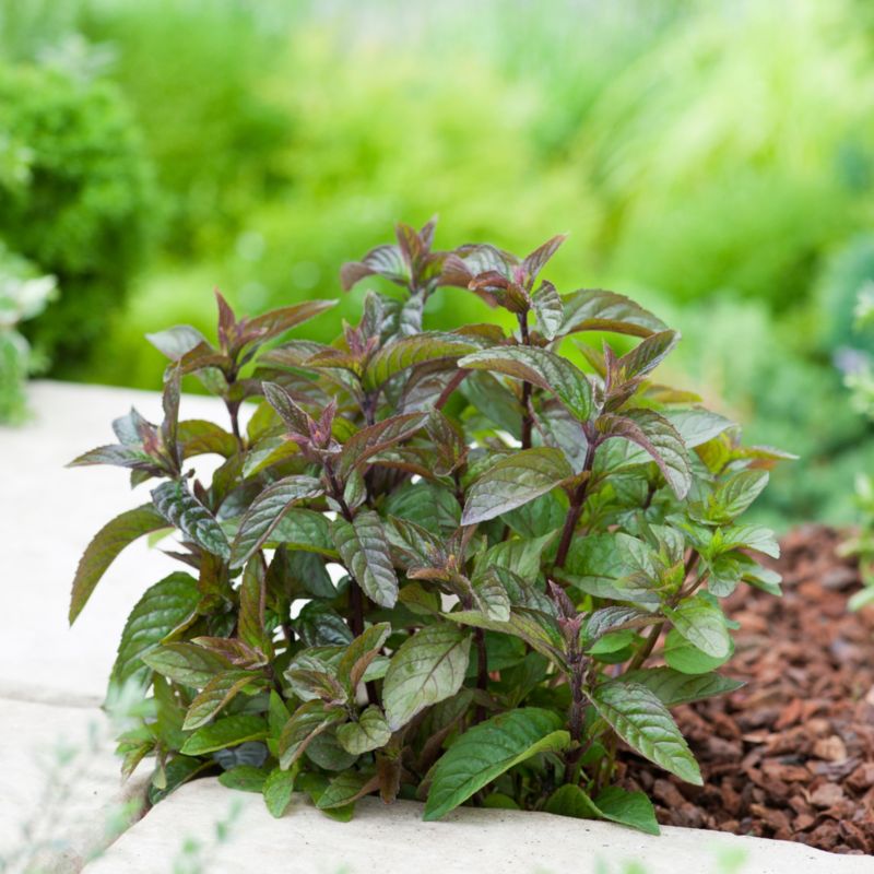 Mynteplante i potte 23 cm