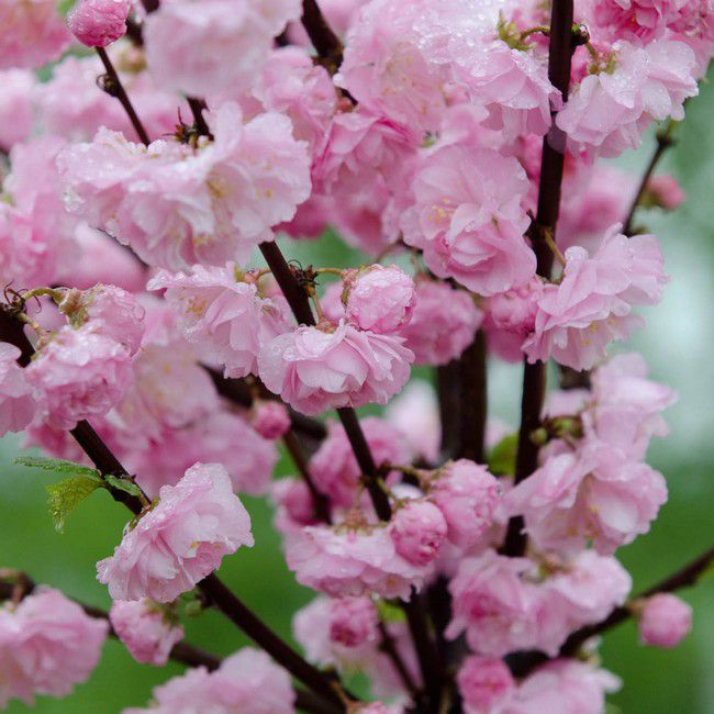 Prunus triloba (Prydlige mandeltræ) 80 / 120 cm C7,5