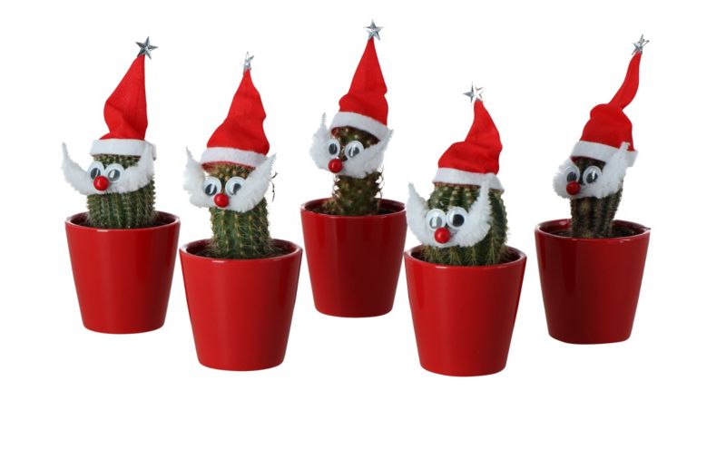 Mikołaj-kaktus 5,5 cm – funktionel juledekoration med sukkulent