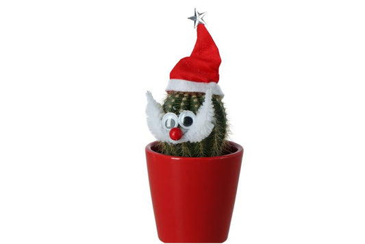 Mikołaj-kaktus 5,5 cm – funktionel juledekoration med sukkulent