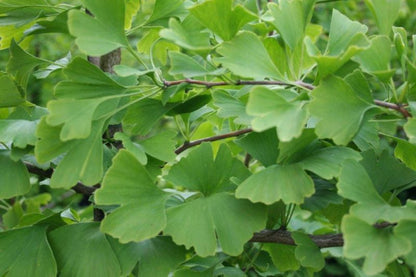 Japansk ginkgo Verve 5 l