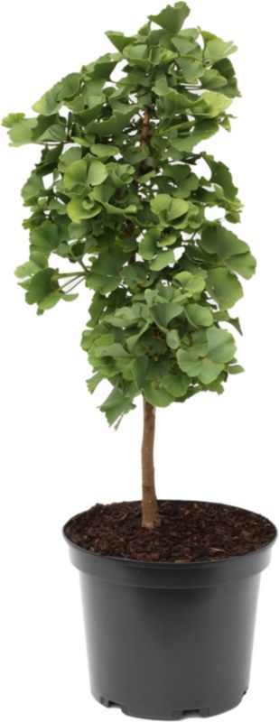 Japansk ginkgo Verve 5 l