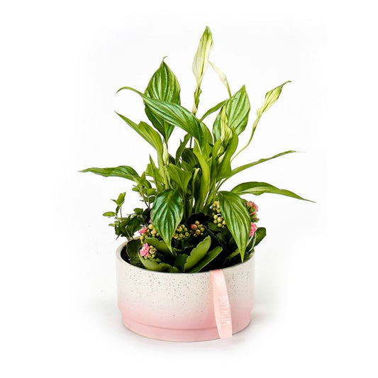 Keramisk skål med planter