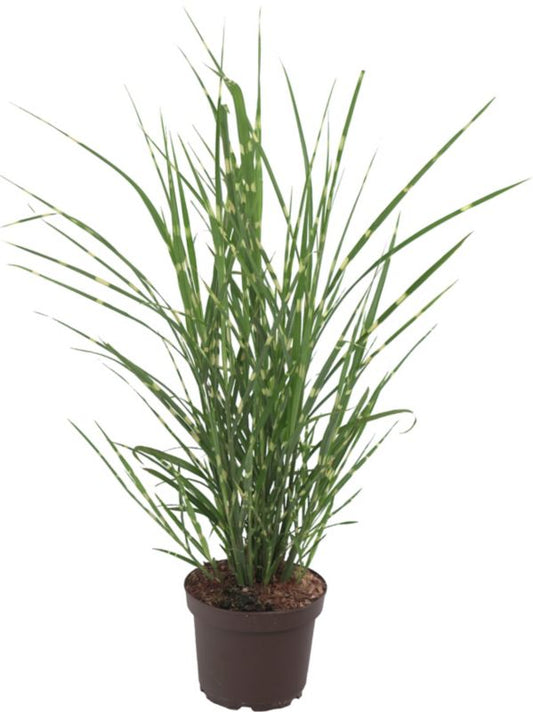 Kinesisk Miscanthus Zebrinus 13 cm