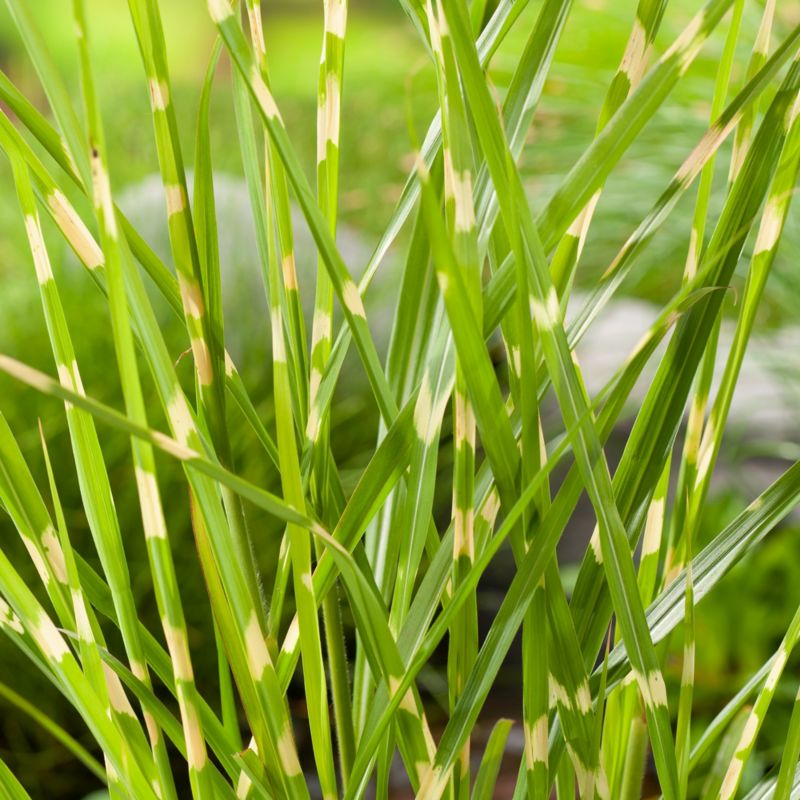 Miscanthus sinensis Zebrinus Verve 5 l