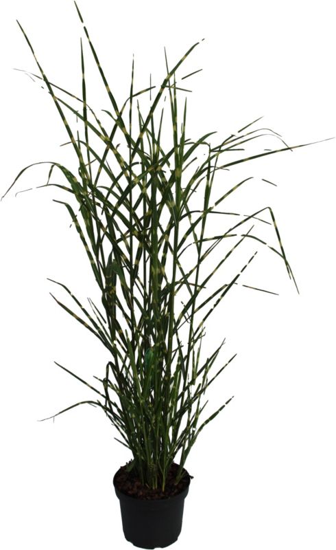 Miscanthus sinensis Zebrinus Verve 5 l