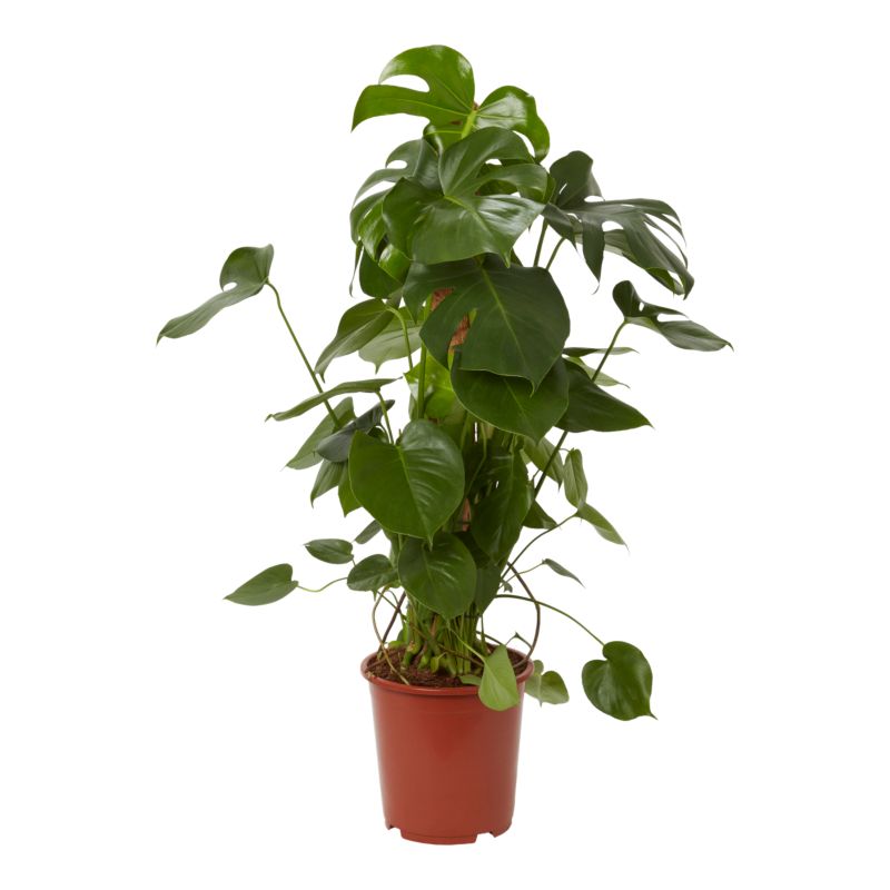 Monstera 27 cm