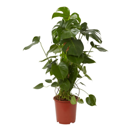 Monstera 27 cm