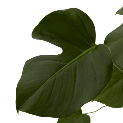 Monstera 27 cm