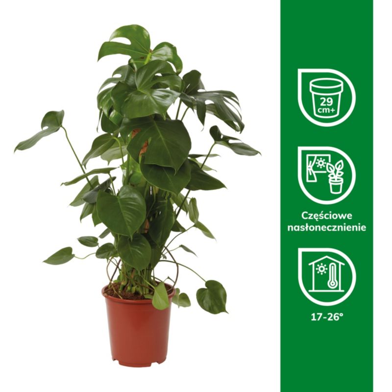 Monstera 27 cm