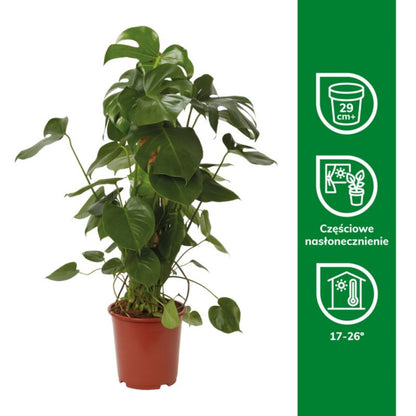 Monstera 27 cm