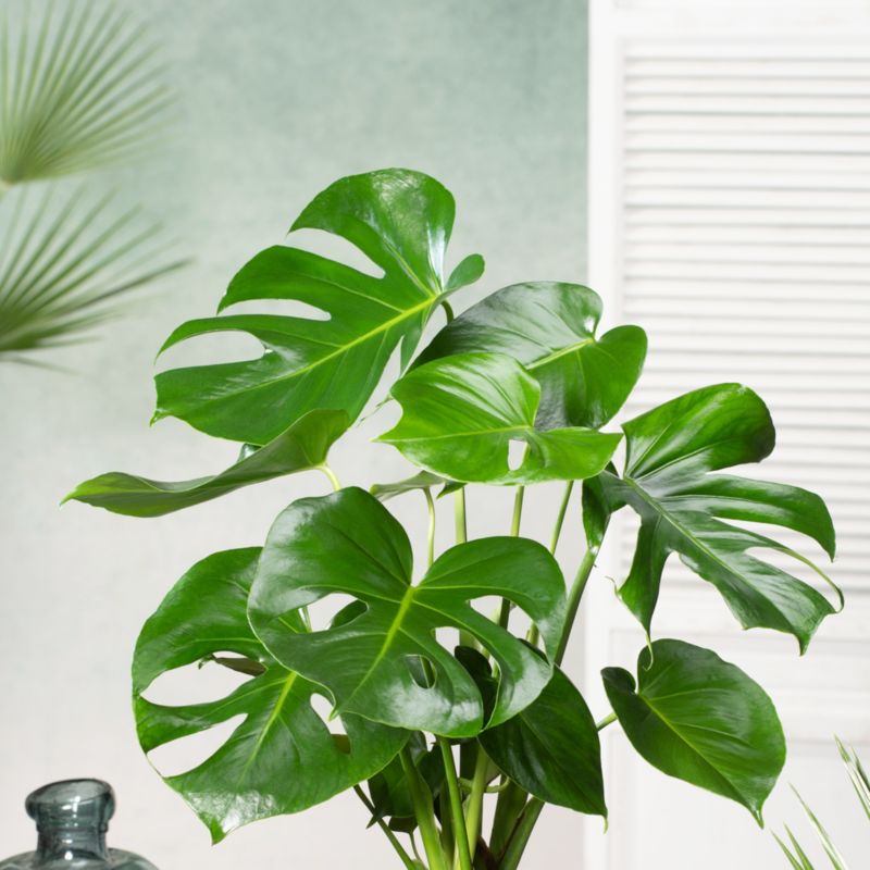 Monstera Deliciosa Verve 14 cm