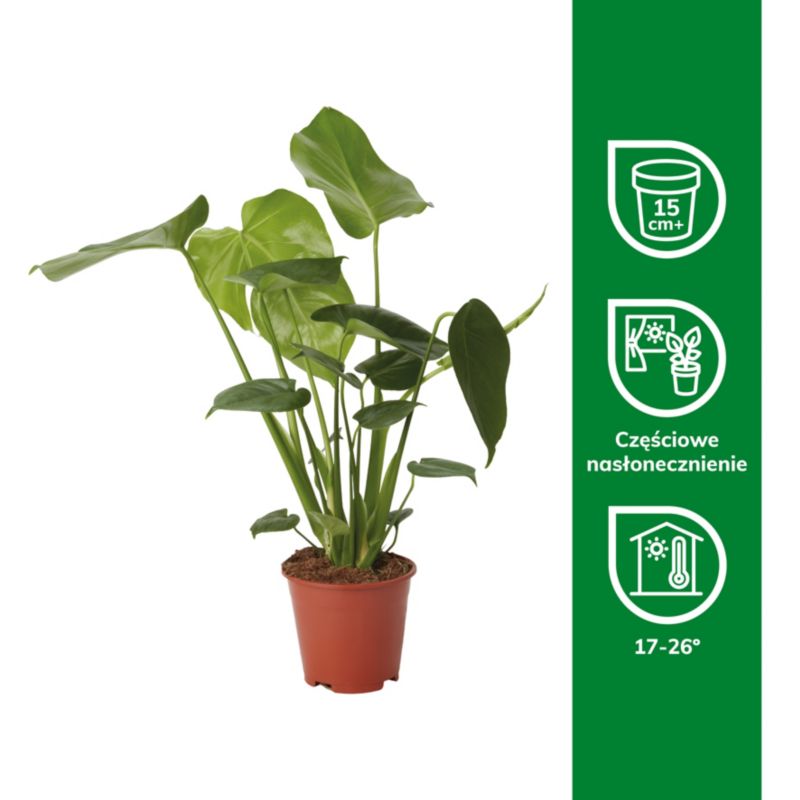 Monstera Deliciosa Verve 14 cm