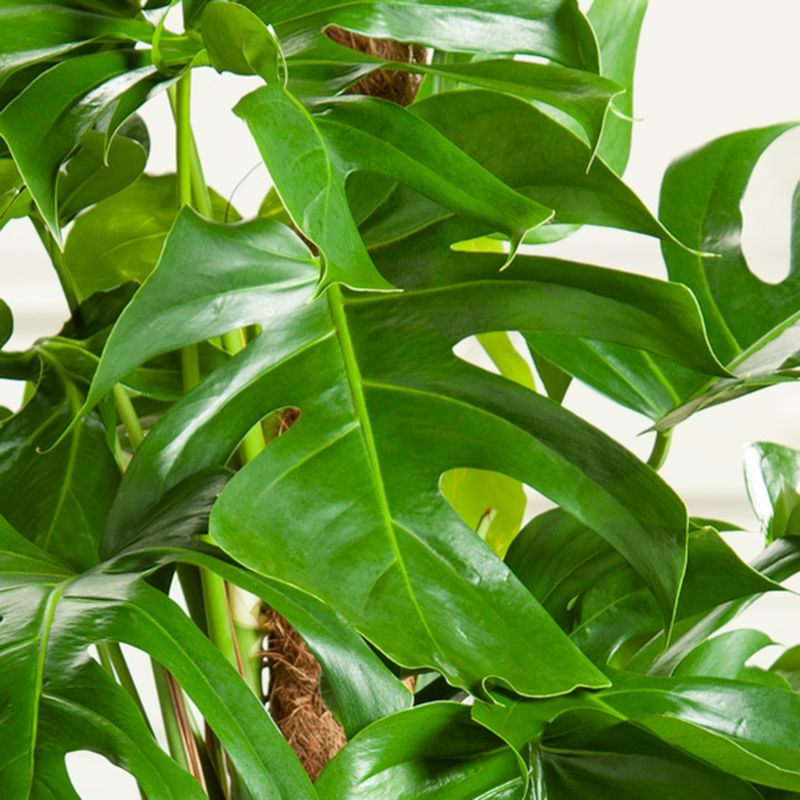 Monstera Deliciosa Verve 14 cm
