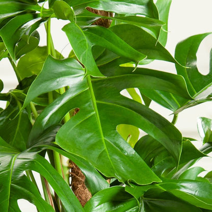 Monstera Deliciosa Verve 14 cm