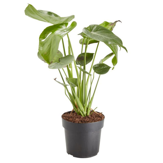 Monstera i 17 cm potte
