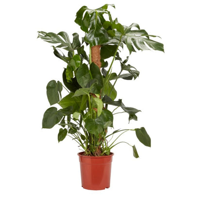 Monstera i potte 24 cm