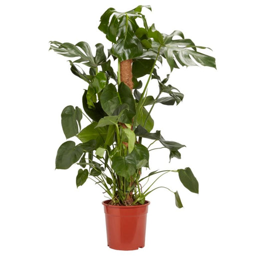 Monstera i potte 24 cm