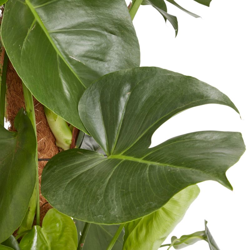 Monstera i potte 24 cm