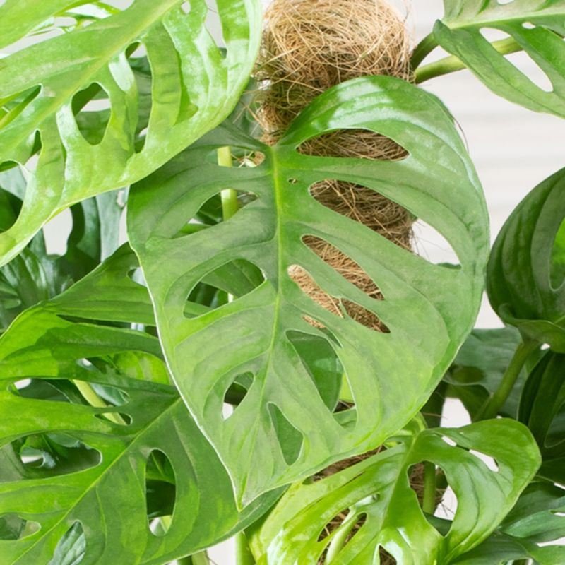 Monstera Monkey Leaf Verve 14 cm