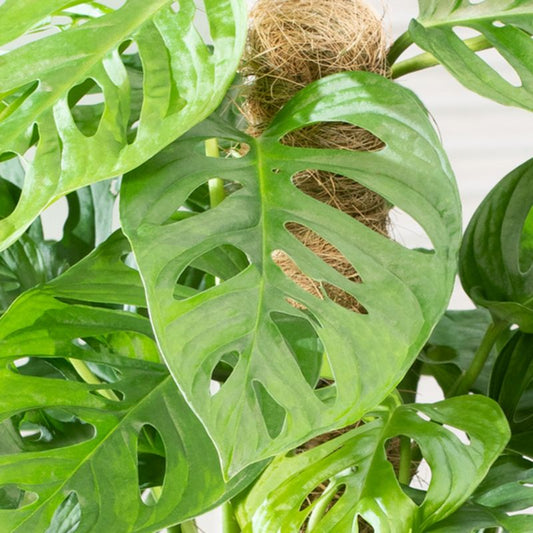 Monstera Monkey Leaf Verve 14 cm