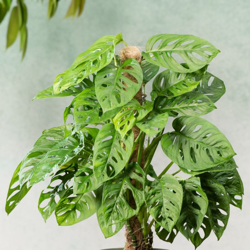 Monstera Monkey Leaf Verve 14 cm