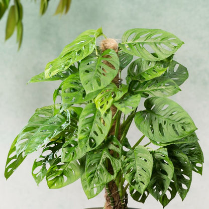 Monstera Monkey Leaf Verve 14 cm