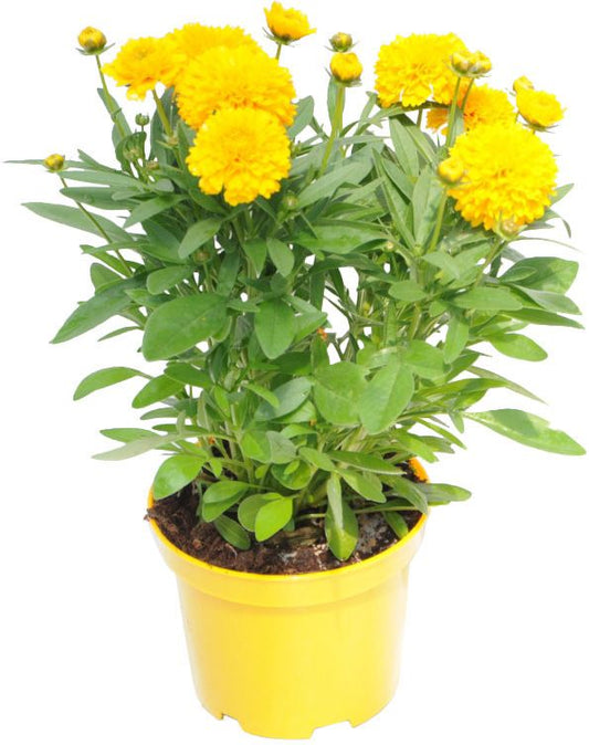 Coreopsis-nathylle D17