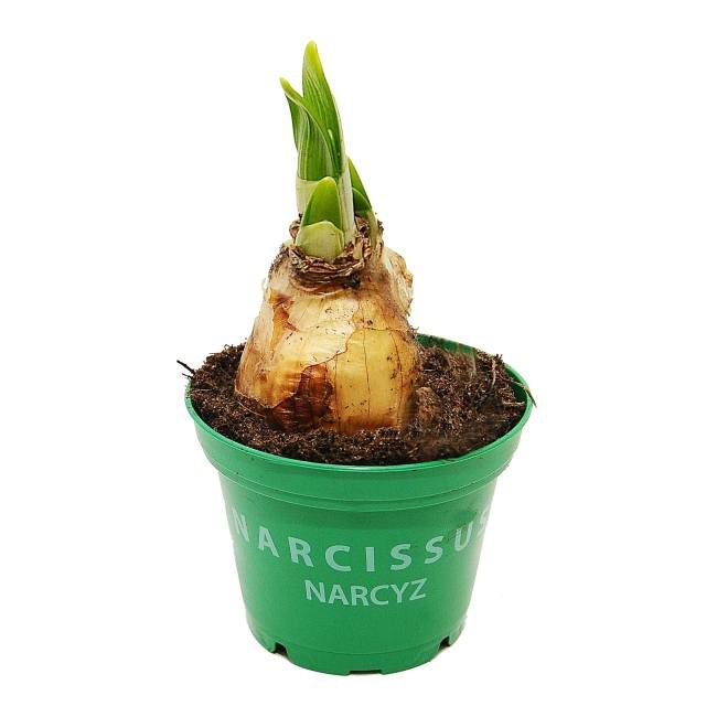 Påskelilje i potte 7 cm
