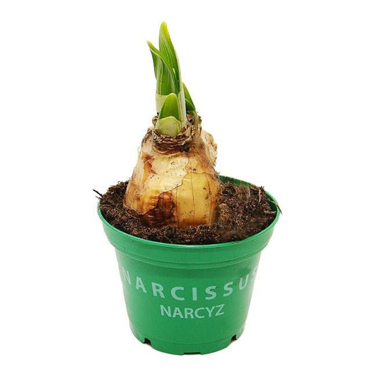 Påskelilje i potte 7 cm